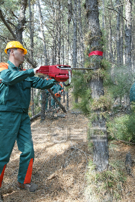2005년 숲 다운 숲 정비사업 발대식 의 사진