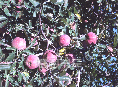 풍성한들판, 사과 의 사진