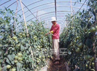 토마토, 오이재배 사진