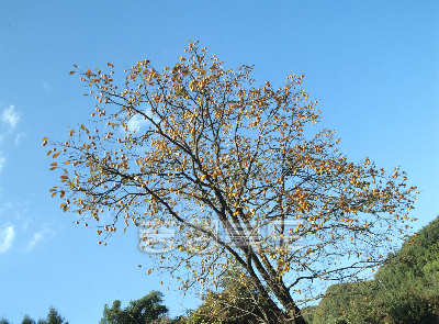 감나무 의 사진