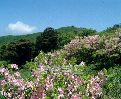 소백산 철쭉꽃 의 사진