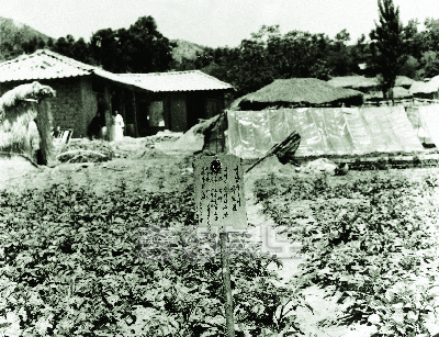 감자 다수확 과제이수 1969 청원 문의 남계 박보원 사진