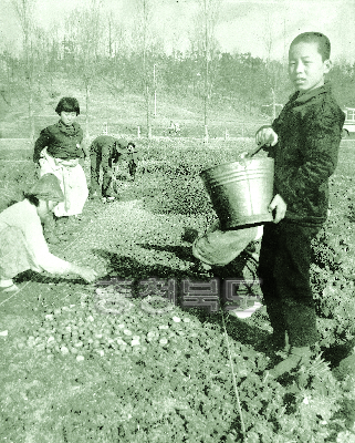 감자 육아재배 파종 1960년대 음성 사진