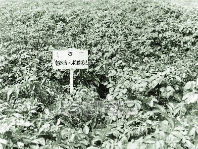 감자 육아재배 후작으로 벼 재배 시험 1960년대 사진