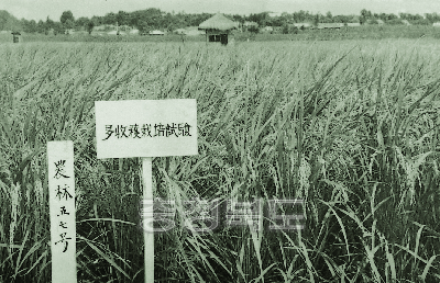 농림57호 다수확 재배 시험 1968년 농촌진흥원 사진