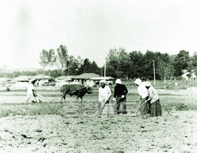 농작물 파종 준비 1970년대 사진