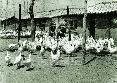 닭사육 규모 확대 1974 사진