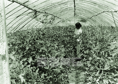 대나무를 이용한 비닐하우스에서 토마토 재배 1978 청원 옥산 사진