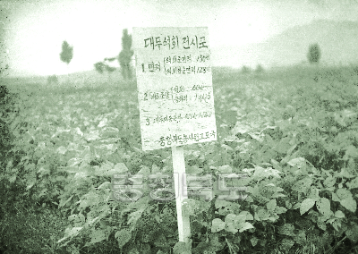 대두콩 석회 전시포 1958 청주 복대 농사교도원 의 사진