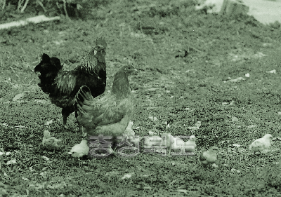 둥지를 이용하여 닭 소규모 자유방사 사육 1970년대 의 사진