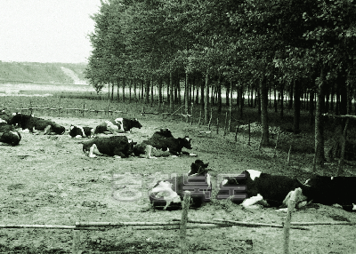 미호천 낙농단지 1970년대 청원강외 사진
