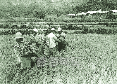 벼 다수확 심사를 위한 기준지역 시료채취 1974년 사진