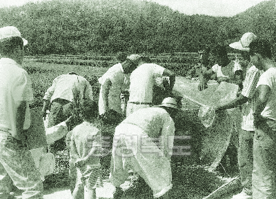 벼 다수확 심사를 위한 탈곡작업 1974년 사진