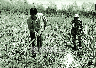 뽕밭 잡초제거 및 거름주기 1975 청원 남일 사진