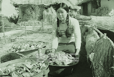 시범포에서 생산한 뽕나무 느타리 버섯 1975 청원 북일 내수 3 사진