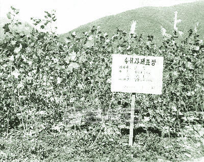 양묘과제 이수 1970 괴산 불정 남청 4-H회 의 사진