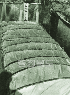 비닐를 이용한 보온밭못자리 모기르기 시험 1960년대 사진