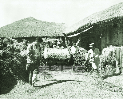족답식 탈곡기를 이용한 벼 탈곡 1950년대 의 사진
