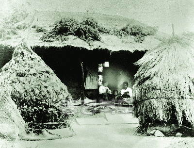 지붕과 짚가리위에 소나무가지를 올리고 누에고치를 짓게함 1950년대 사진