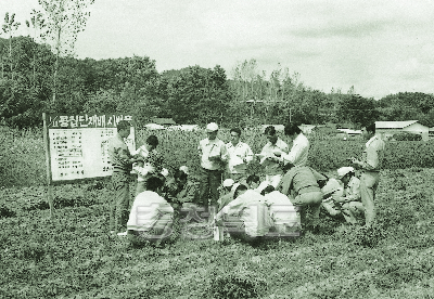 콩 집단재배 시범포 평가회 1974 보은 사진
