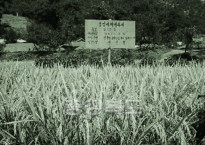 통일벼 재배 과제이수 1976 청원 오창 성재 신상철 사진
