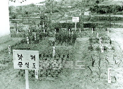 화훼품종 증식포 1973 농촌진흥원 사진