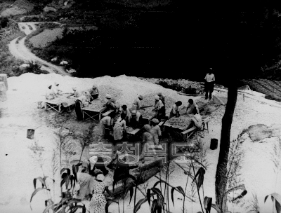 활석 선별작업 충주 40년대 의 사진