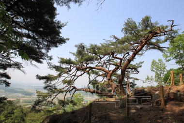 백족산 산지소나무 의 사진