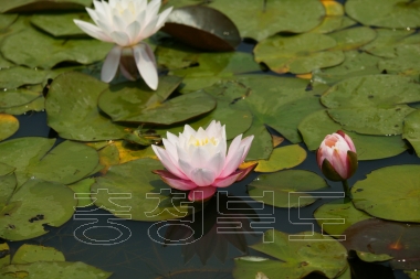 청원군 문화관광 사진 강내연꽃마을 의 사진