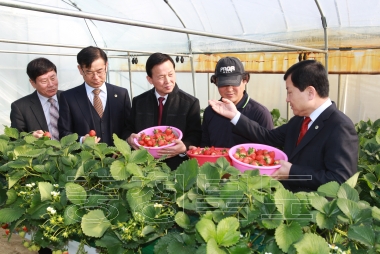 친환경딸기 고설재배농가 영농현장 방문 격려 의 사진