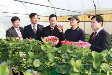 친환경딸기 고설재배농가 영농현장 방문 격려 의 사진