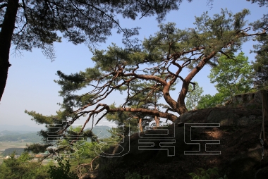 백족산 산지소나무 사진