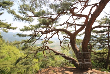 백족산 산지소나무 사진 사진