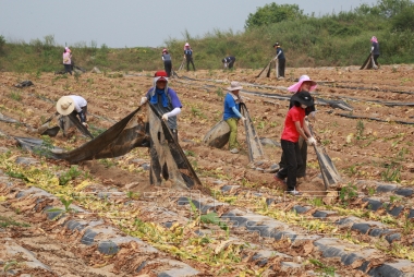 농정국 농촌일손돕기 우박피해복구작업 의 사진