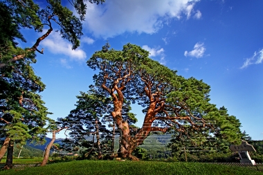 괴산군 문화관광사진 왕소나무 사진