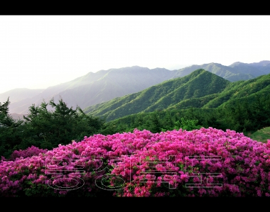 단양군 문화관광사진 소백산 철쭉 사진