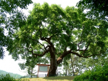 청원군 문화관광 사진 공북리 음나무 사진