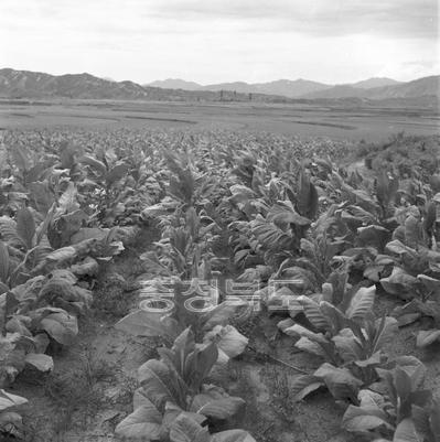 연초재배 의 사진