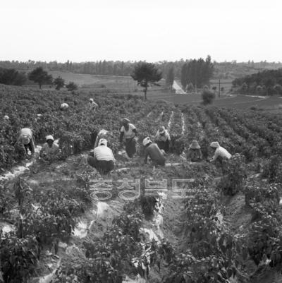 고추 재배 의 사진