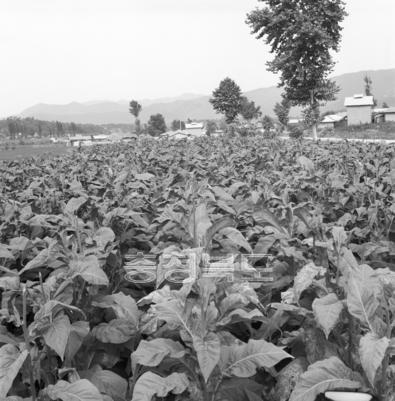 엽연초 재배 사진