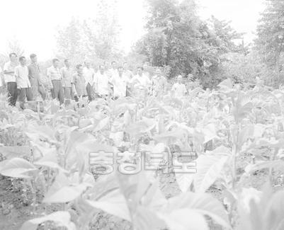 엽연초 생산조합 교육및 실습 의 사진