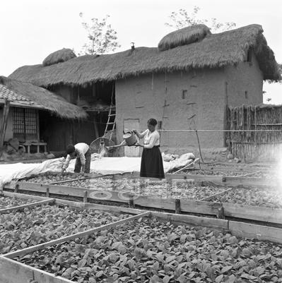 엽연초 생산 의 사진
