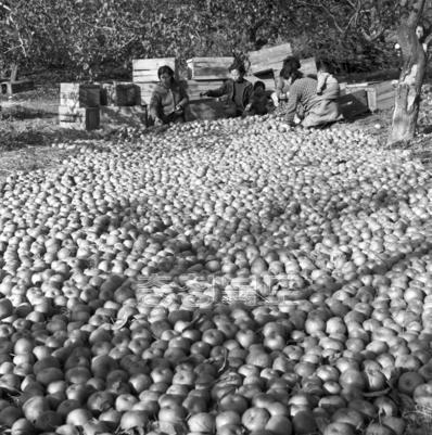 사과 수확 사진