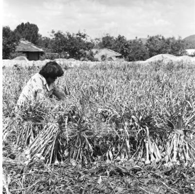 마늘수확 및 공판 사진