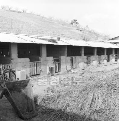 농촌 새마을 사업 (낙농, 양어장) 의 사진