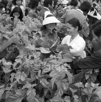 제4회 전국 새마을 양잠 시범대회 의 사진