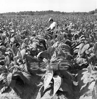 엽연초 재배 의 사진