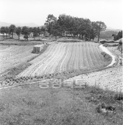 도시근교 농경지 의 사진