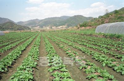 봄채소, 배추 노지 재배 의 사진
