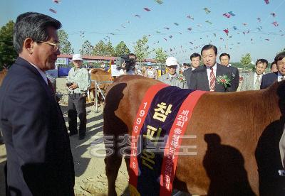 충북 한우 경진대회 의 사진